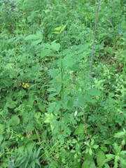 Thalictrum simplex simplex