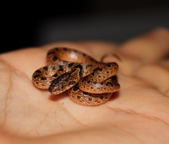 Leptodeira rhombifera