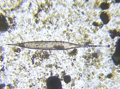 Hyalinonetrion gracillimum