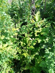 Thalictrum simplex simplex