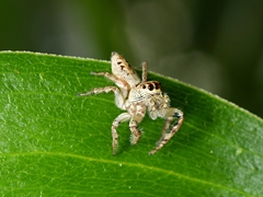 Opisthoncus grassator