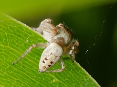 Opisthoncus grassator