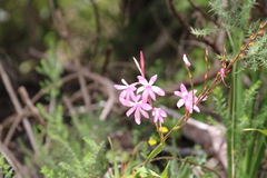 Watsonia borbonica
