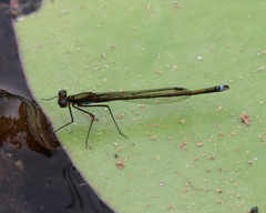 Austrocnemis splendida