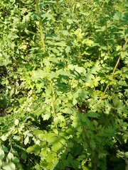 Thalictrum simplex simplex