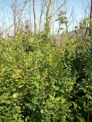 Thalictrum simplex simplex