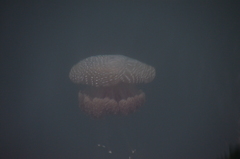 Phyllorhiza punctata
