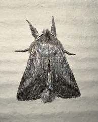 Pleromelloida cinerea