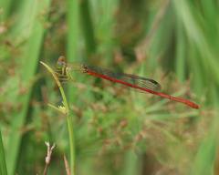 Ceriagrion aeruginosum