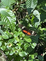 Heliconius hortense
