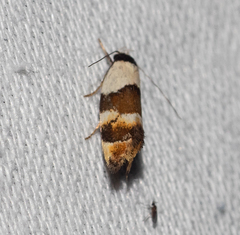 Euphiltra eroticella