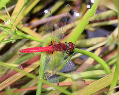 Aethriamanta nymphaeae