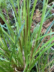 Carex uncinata