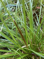 Carex uncinata
