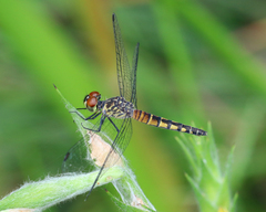 Brachydiplax denticauda