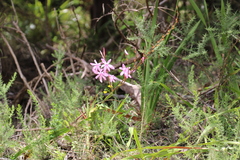 Watsonia borbonica