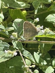 Hermeuptychia hermes