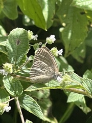 Hermeuptychia hermes