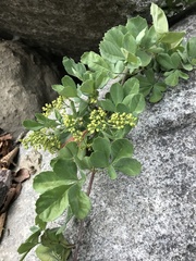 Cissus striata