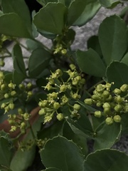 Cissus striata