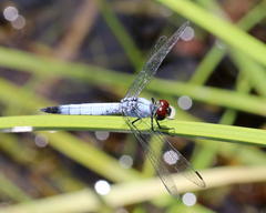 Brachydiplax denticauda
