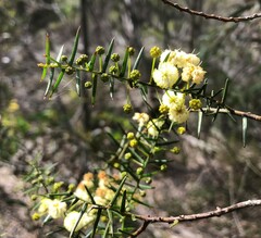 Acacia rupicola