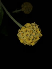 Buddleja globosa