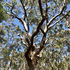 Angophora costata