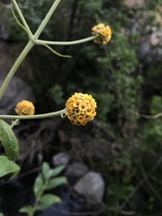 Buddleja globosa