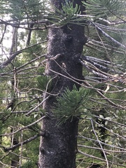 Araucaria columnaris