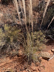 Muhlenbergia emersleyi