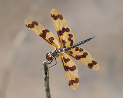 Rhyothemis graphiptera