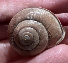 Helminthoglypta phlyctaena