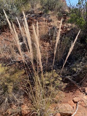Muhlenbergia emersleyi
