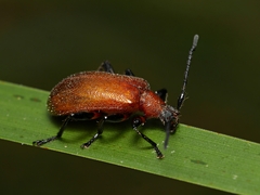 Ecnolagria rufescens