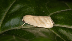 Earias paralella