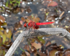Aethriamanta circumsignata