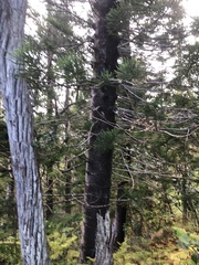 Araucaria columnaris