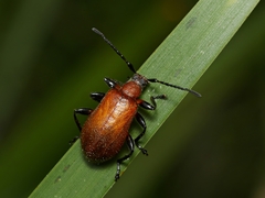Ecnolagria rufescens