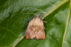 Tortricopsis pyroptis