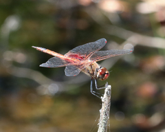Tramea loewii