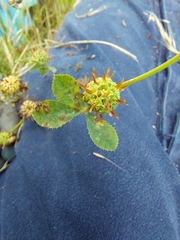Trifolium glomeratum