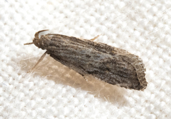 Helcystogramma chambersella