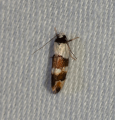 Euphiltra eroticella