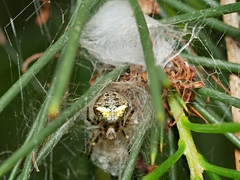 Araneus albotriangulus