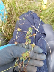 Trifolium glomeratum