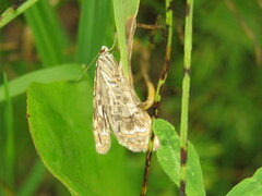 Elophila nymphaeata