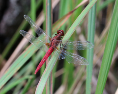Rhodothemis lieftincki