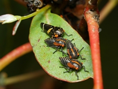 Eurymeloides bicincta