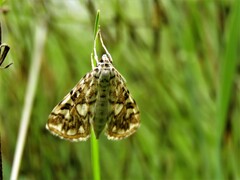 Elophila nymphaeata